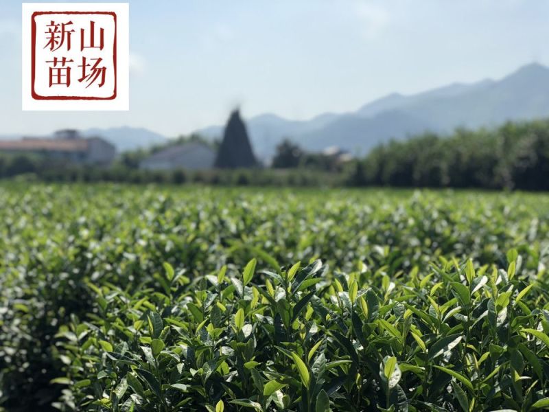 龙井43茶苗绿茶树苗茶叶苗龙井43号茶苗群体种