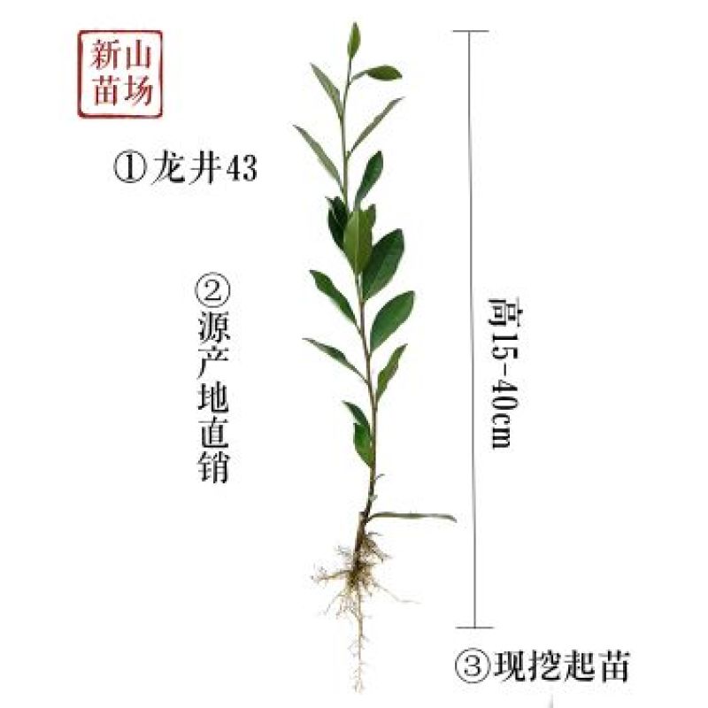 龙井43茶苗绿茶树苗茶叶苗龙井43号茶苗群体种