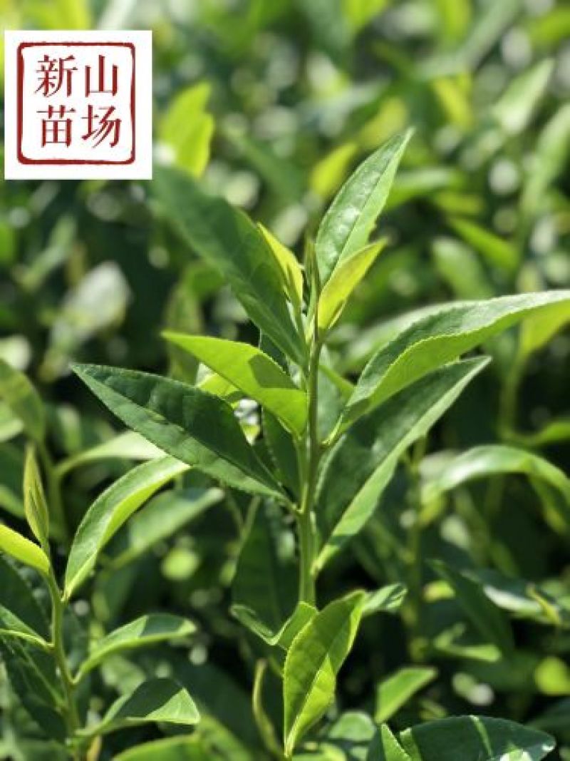龙井43茶苗绿茶树苗茶叶苗龙井43号茶苗群体种