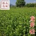 龙井43茶苗绿茶树苗茶叶苗龙井43号茶苗群体种