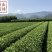 龙井43茶苗绿茶树苗茶叶苗龙井43号茶苗群体种