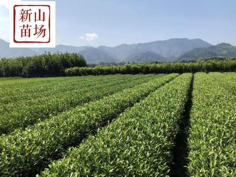 龙井43茶苗绿茶树苗茶叶苗龙井43号茶苗群体种