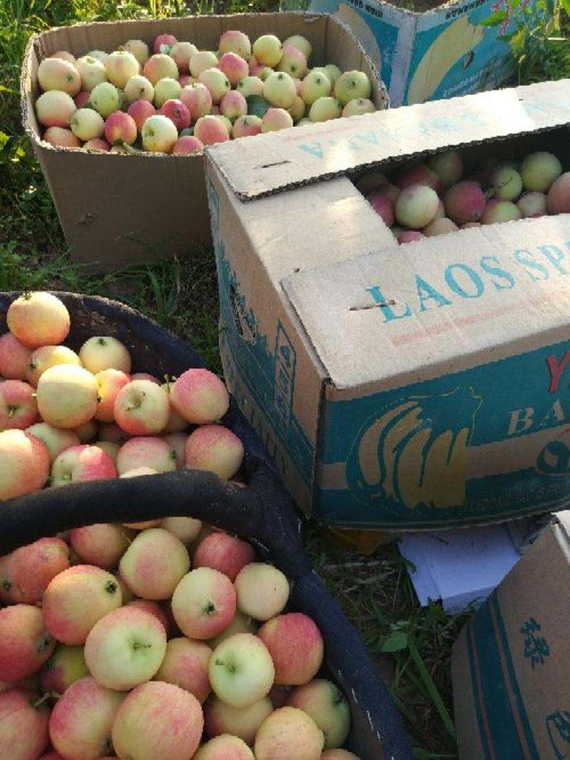 K9苹果产地直供货量大质量好自然成熟