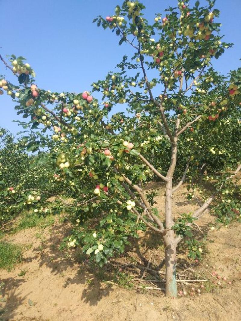 K9苹果产地直供货量大质量好自然成熟