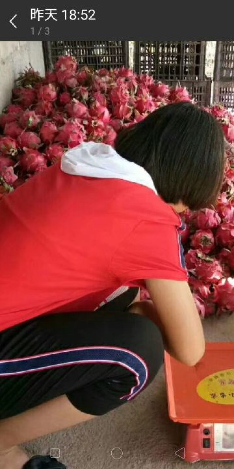 火龙果