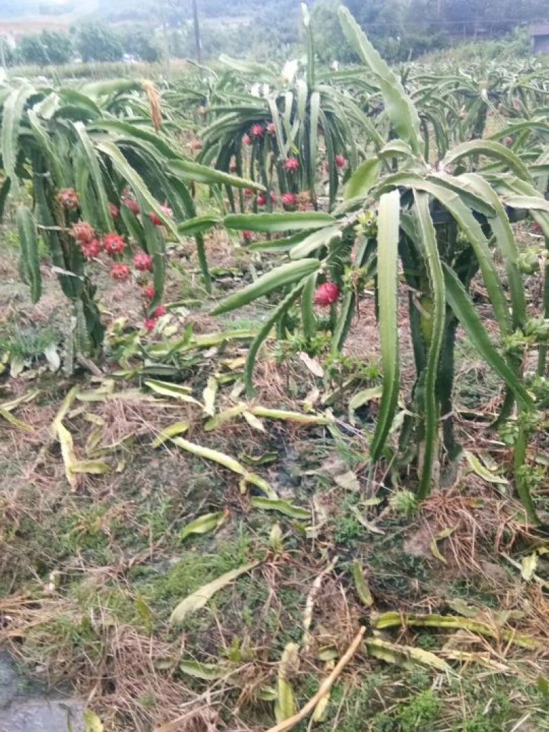 火龙果
