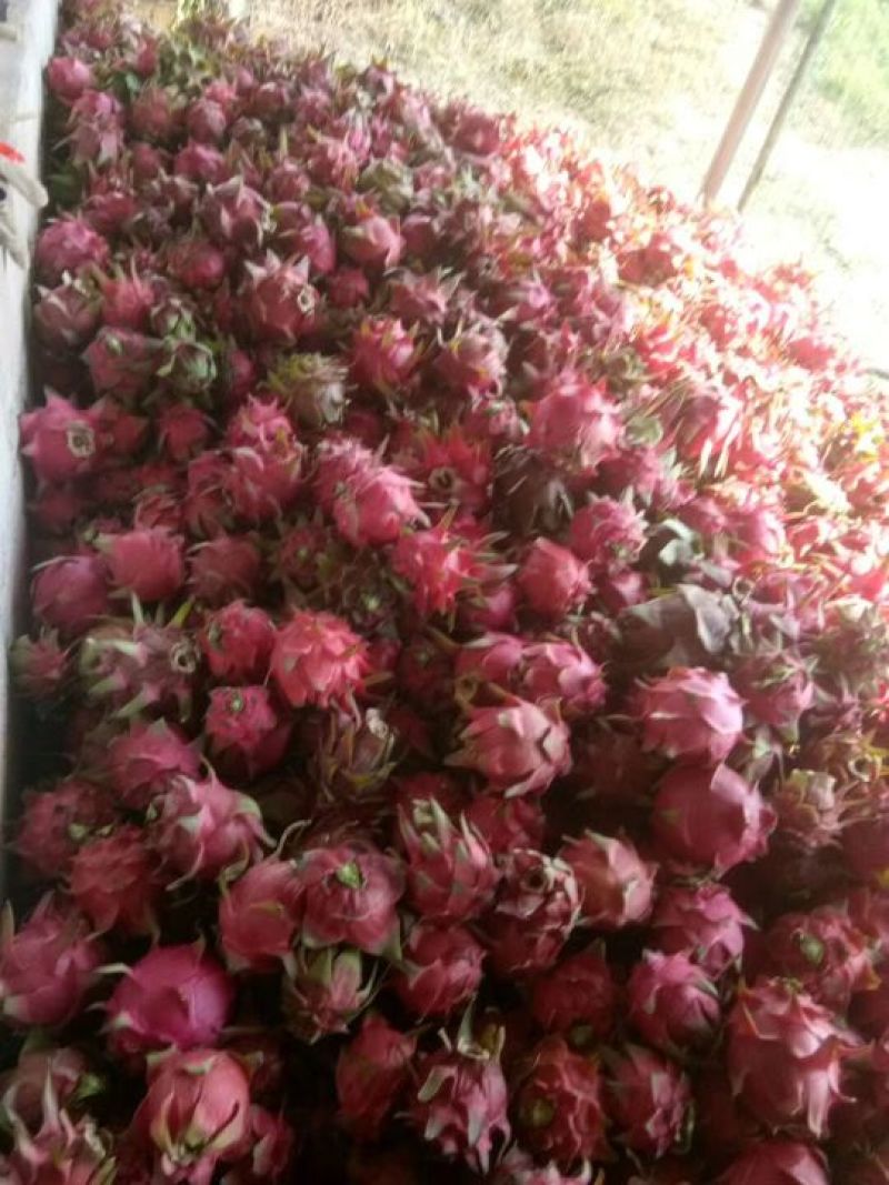 火龙果