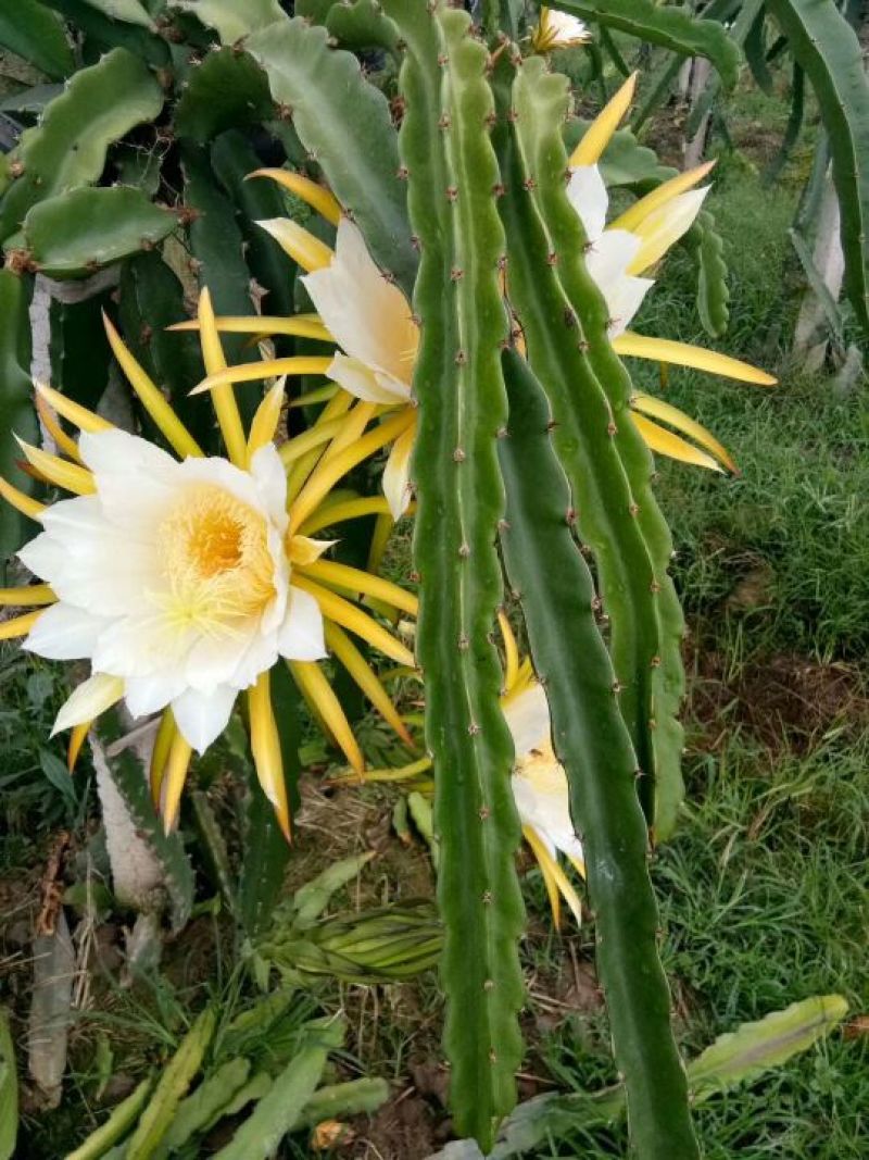火龙果