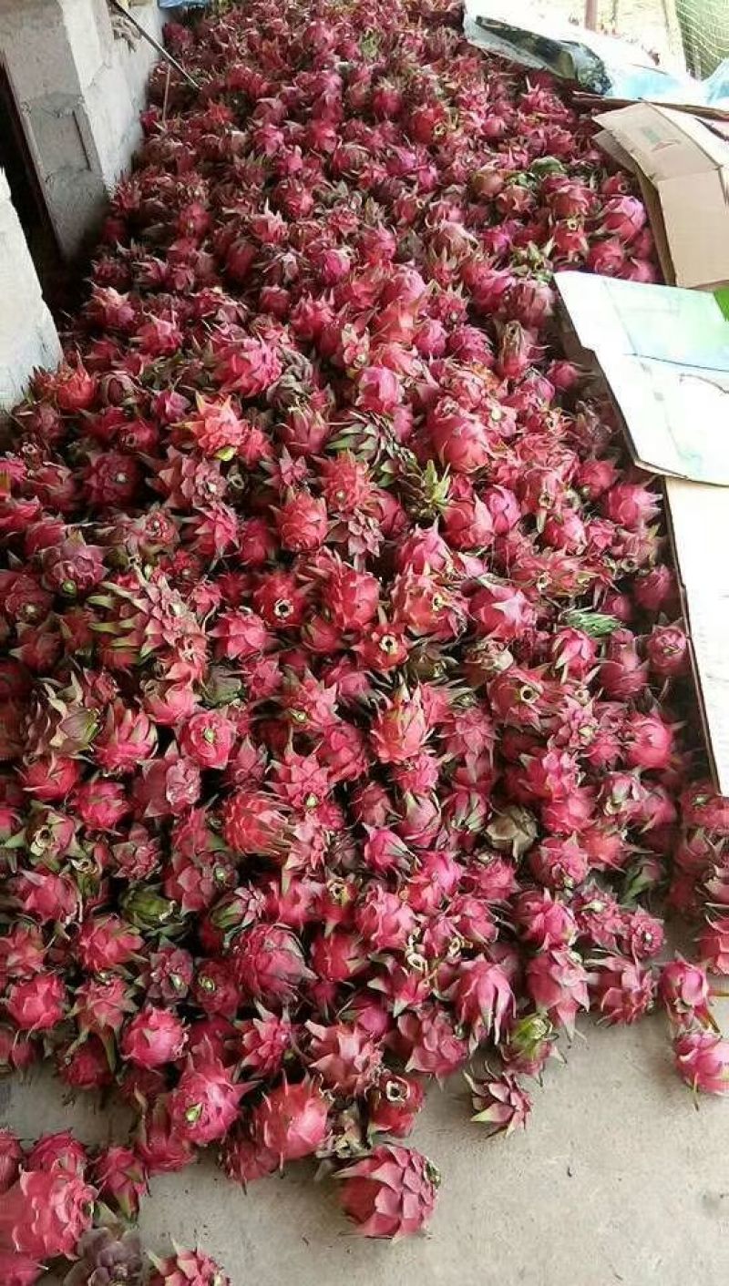 火龙果