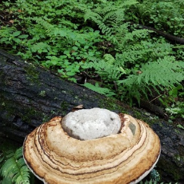 木耳