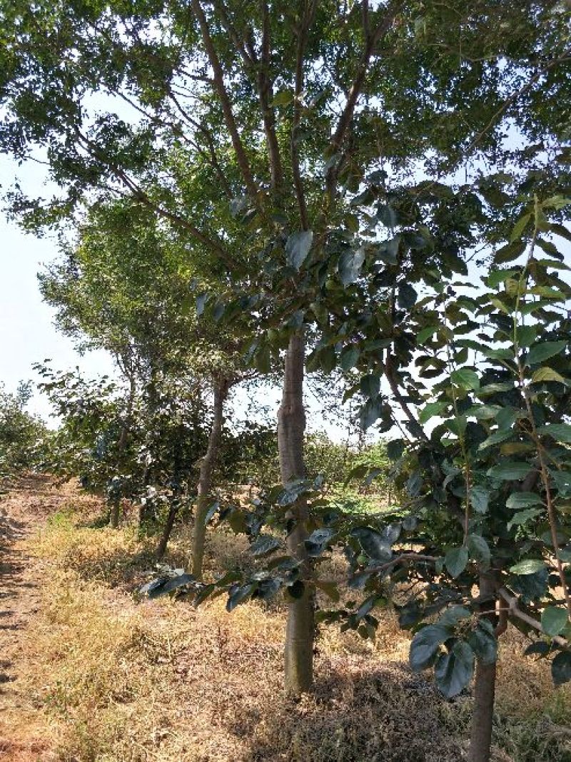 皂角树，20公分
