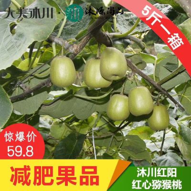 被誉为“水果之王”“维生素C之王”的猕猴桃，酸甜可口，