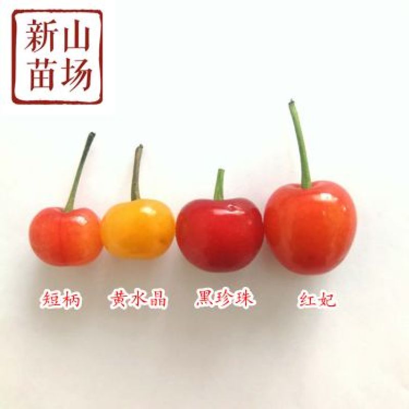 短柄樱桃苗早熟樱桃树苗诸暨短柄中国小樱桃苗南方种