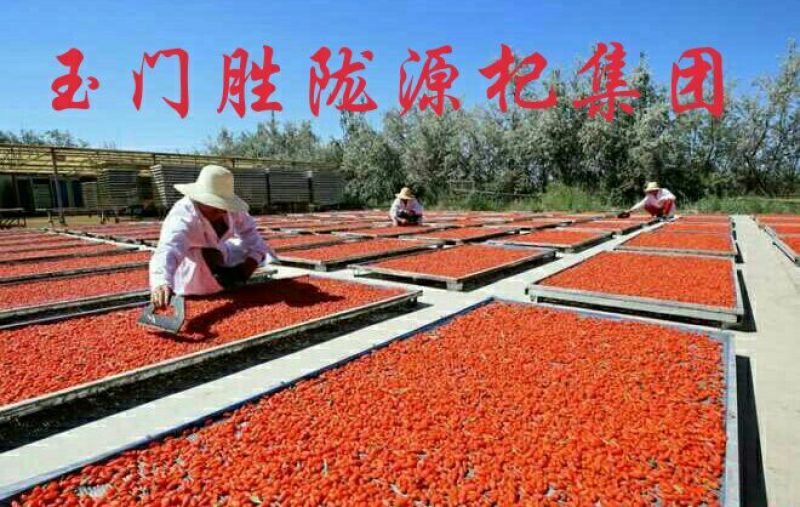 甘肃玉门红枸杞产地批发一手货源全国发货玉门小金湾枸杞