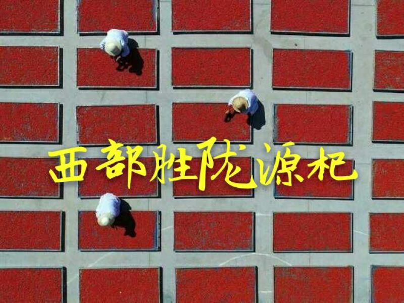 甘肃玉门红枸杞产地批发一手货源全国发货玉门小金湾枸杞