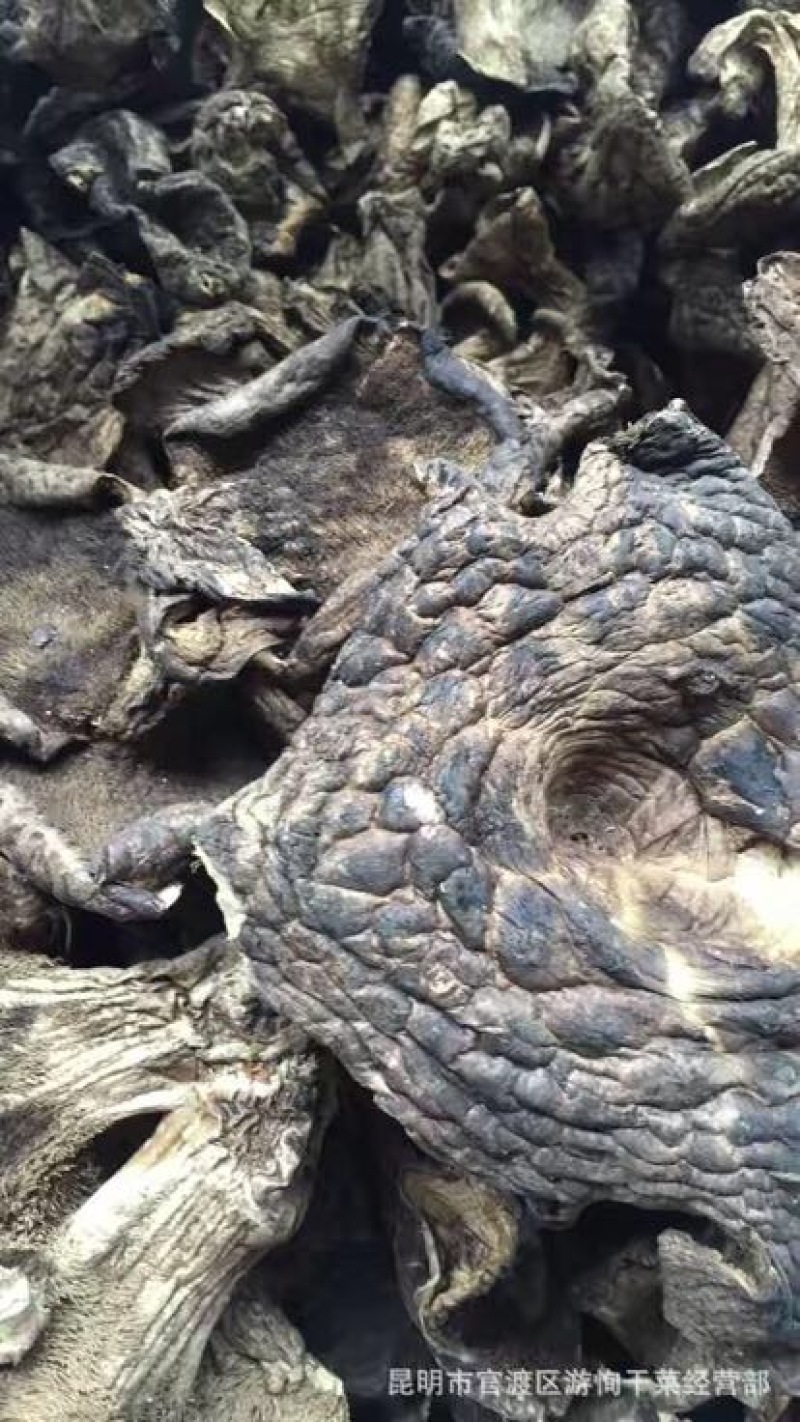 黑虎掌云南野生稀有又名獐子菌