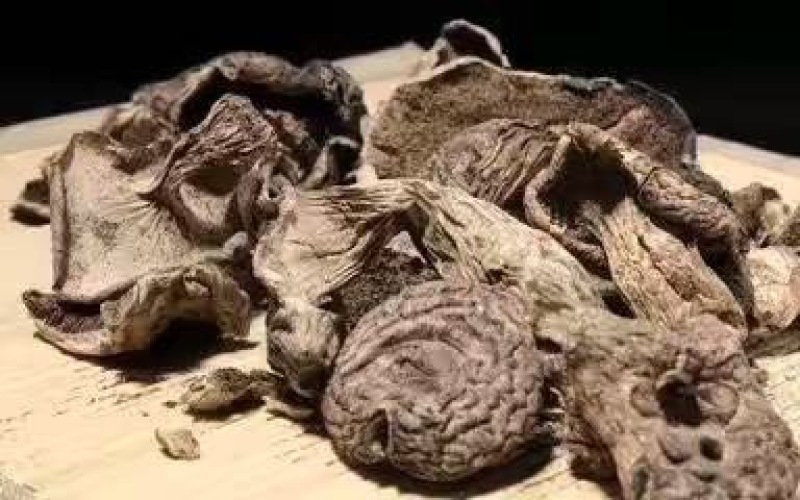 黑虎掌云南野生稀有又名獐子菌