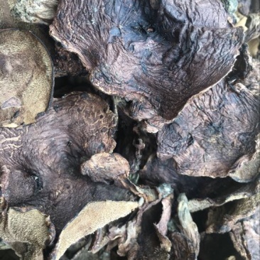 黑虎掌云南野生稀有又名獐子菌