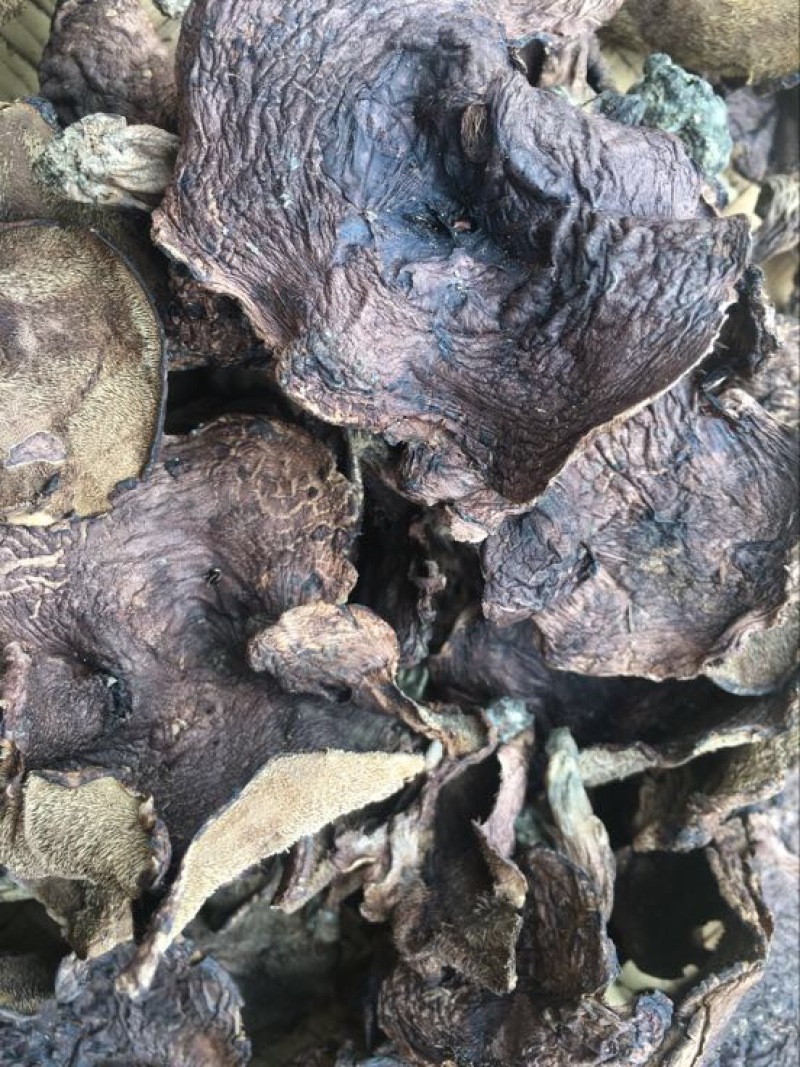 黑虎掌云南野生稀有又名獐子菌