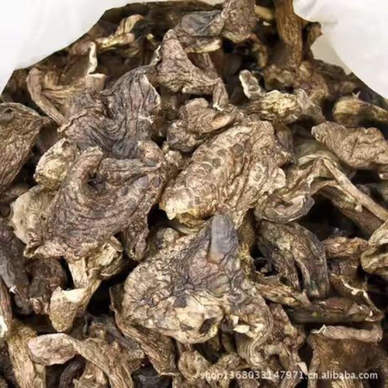 黑虎掌云南野生稀有又名獐子菌