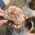 黑虎掌云南野生稀有又名獐子菌