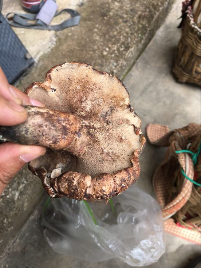 黑虎掌云南野生稀有又名獐子菌