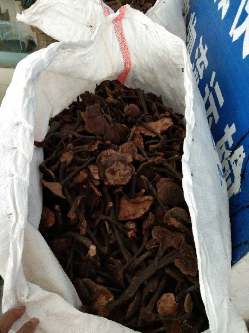 竹灵芝