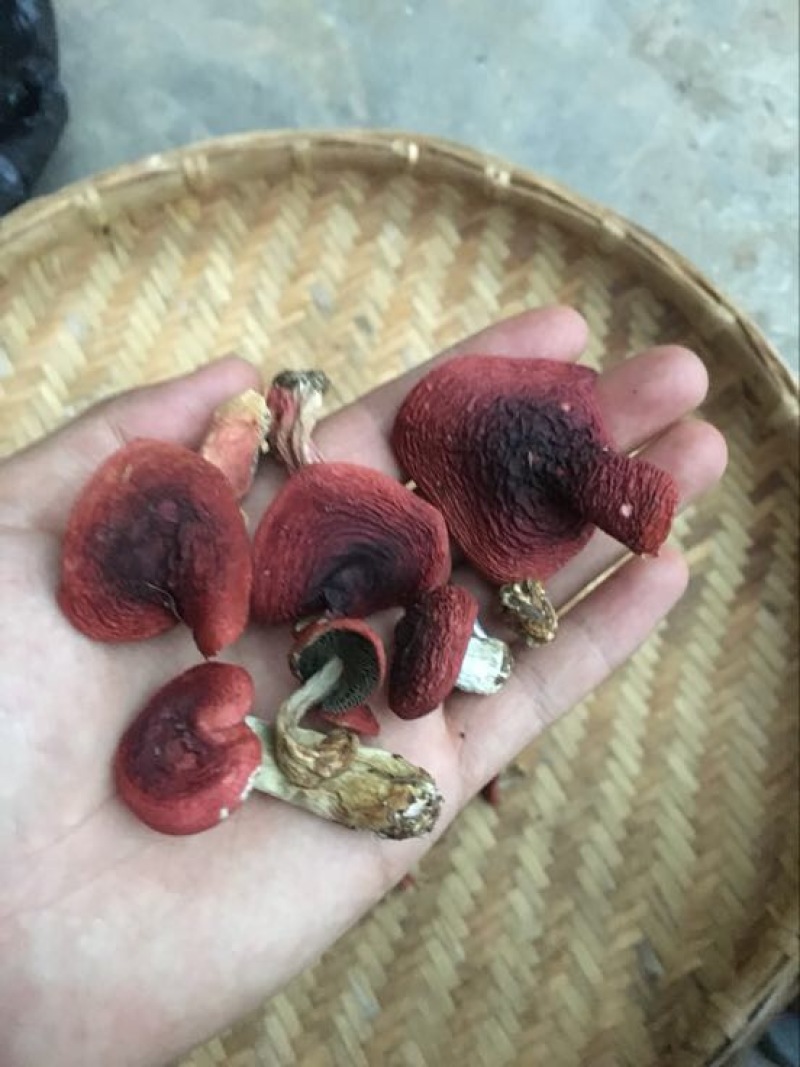 红菇0.1%1%二级8~10cm