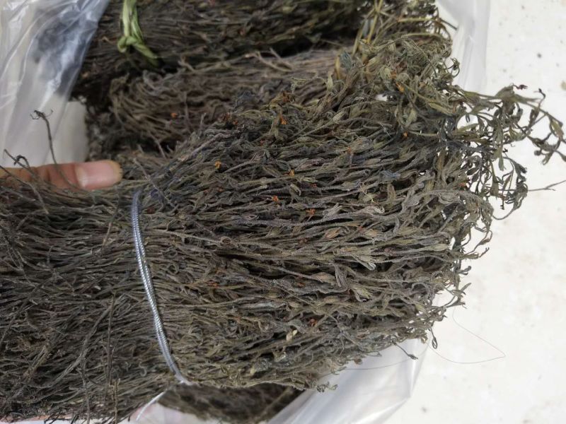 独脚金广西野生