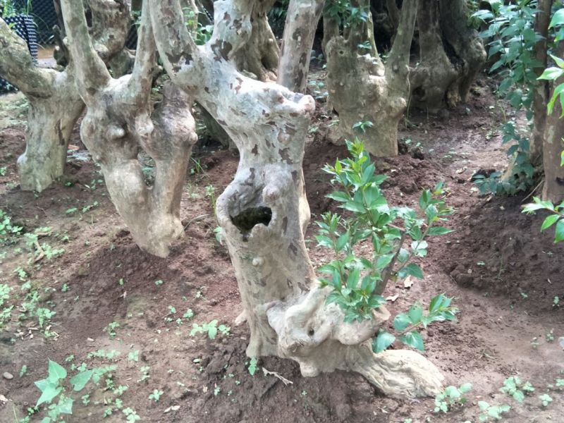 紫薇桩