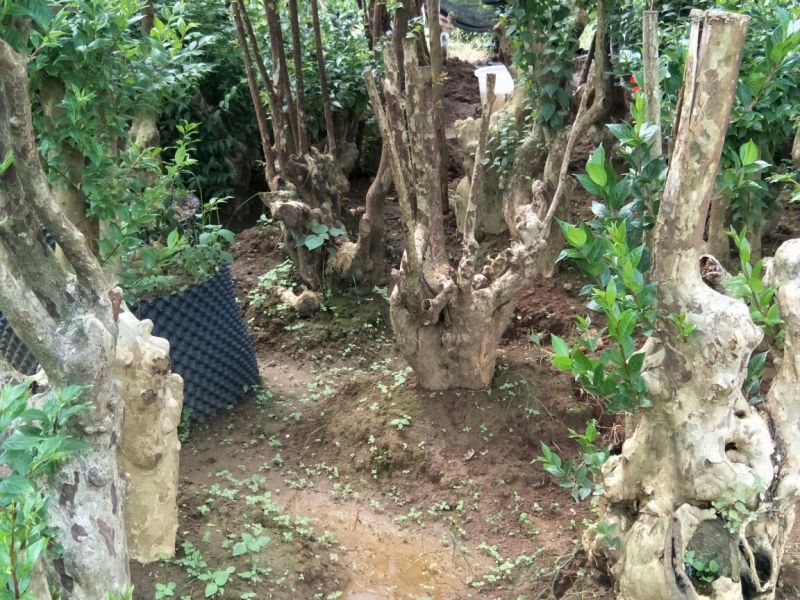 紫薇桩