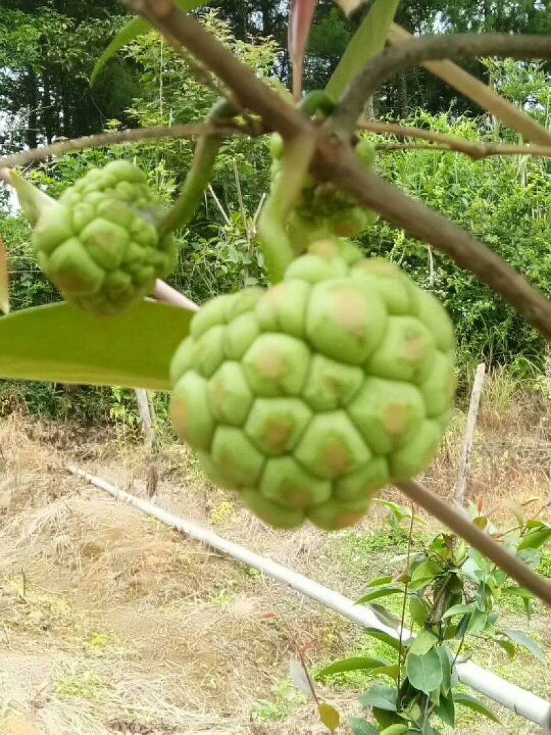 黑老虎布福娜果营养价值特别高果肉鲜美