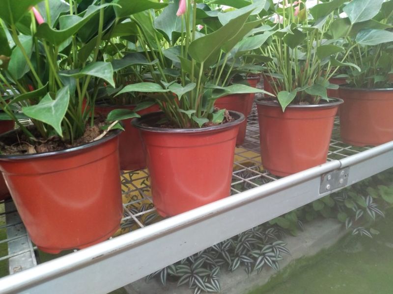 彩色塑料定制花盆