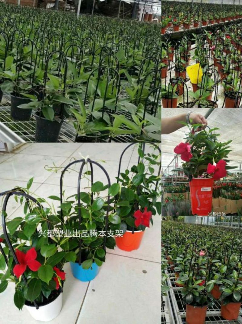 花盆塑料彩色定制