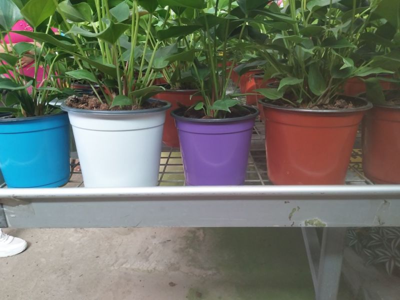 花盆塑料彩色定制