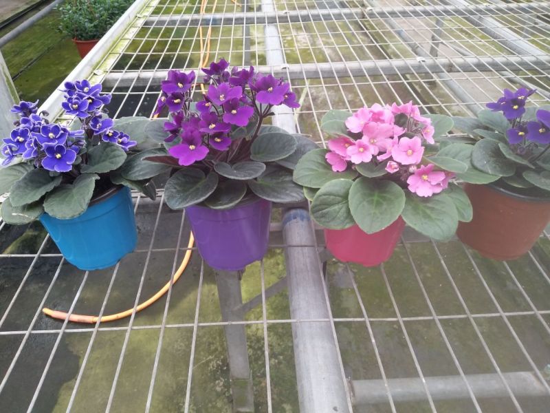 一次性双色花盆套袋无纺布花盆