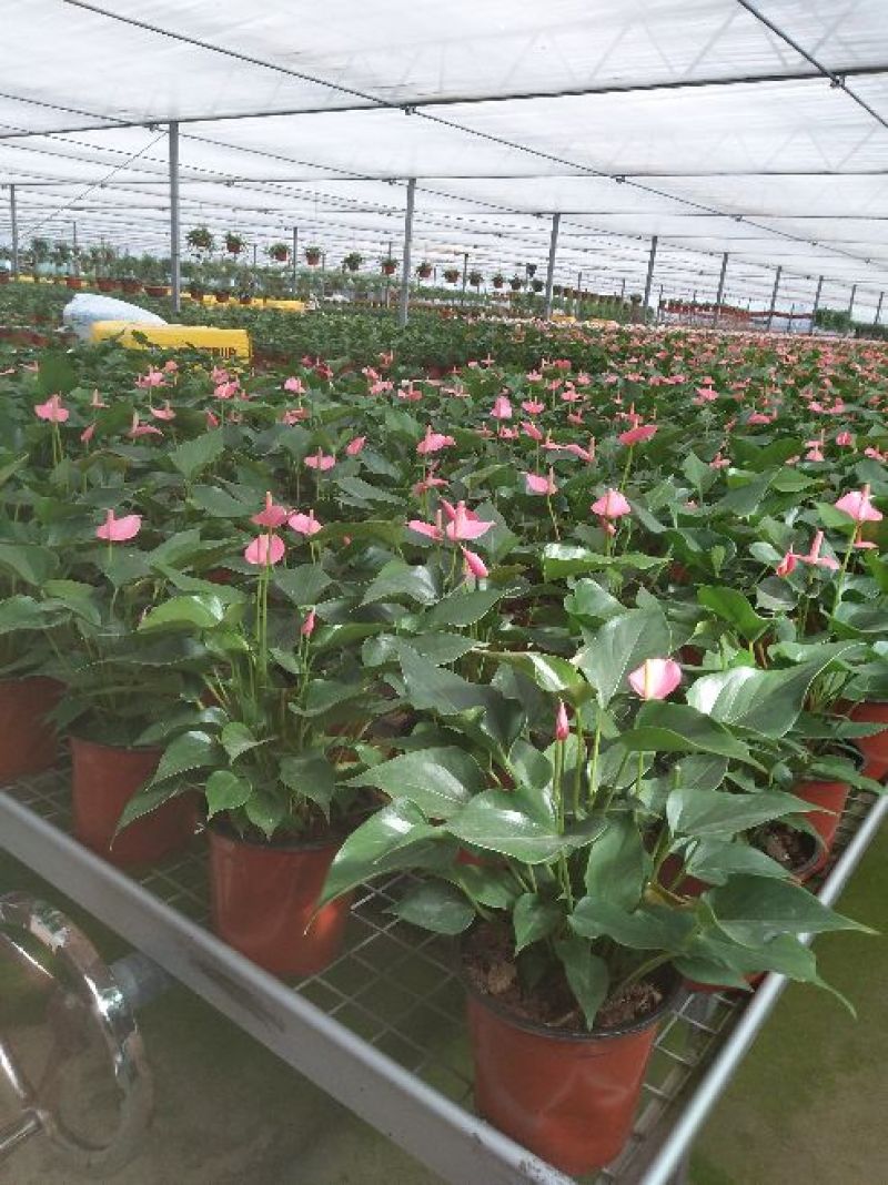 一次性双色花盆套袋无纺布花盆