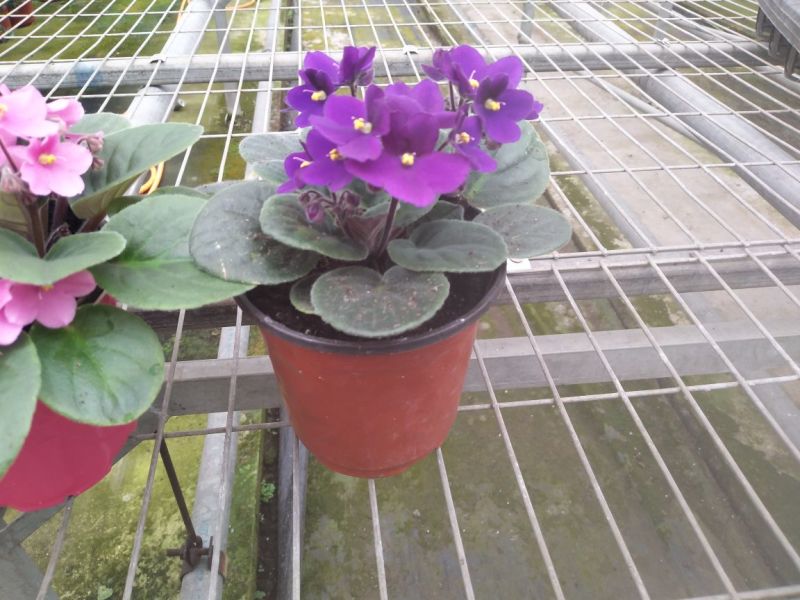 一次性双色花盆套袋无纺布花盆