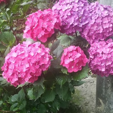 八仙花