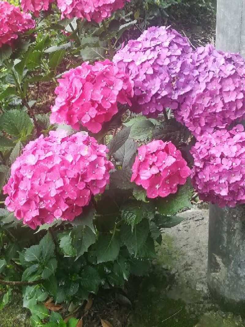 八仙花