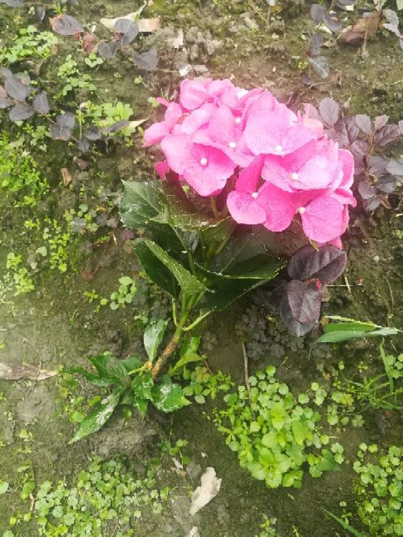 八仙花