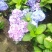 八仙花