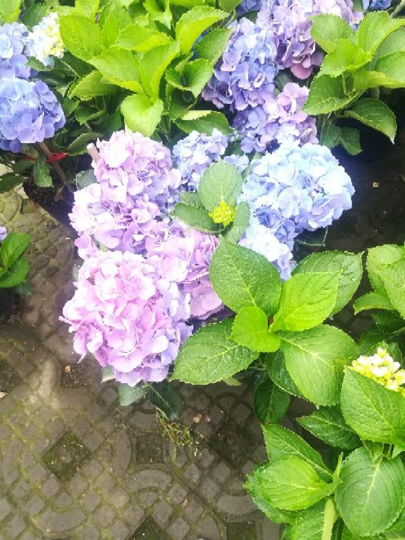 八仙花