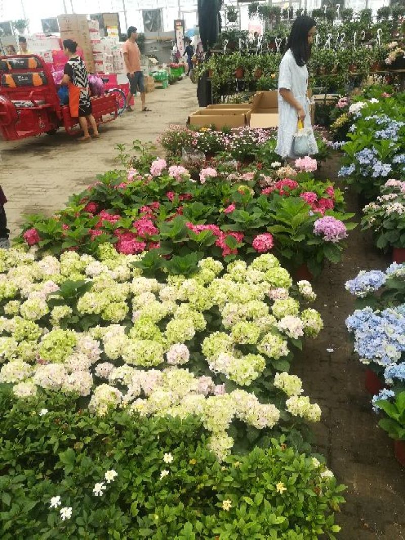 八仙花
