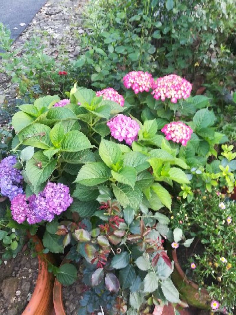 八仙花