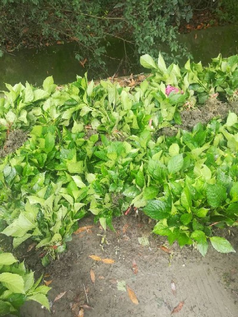 八仙花