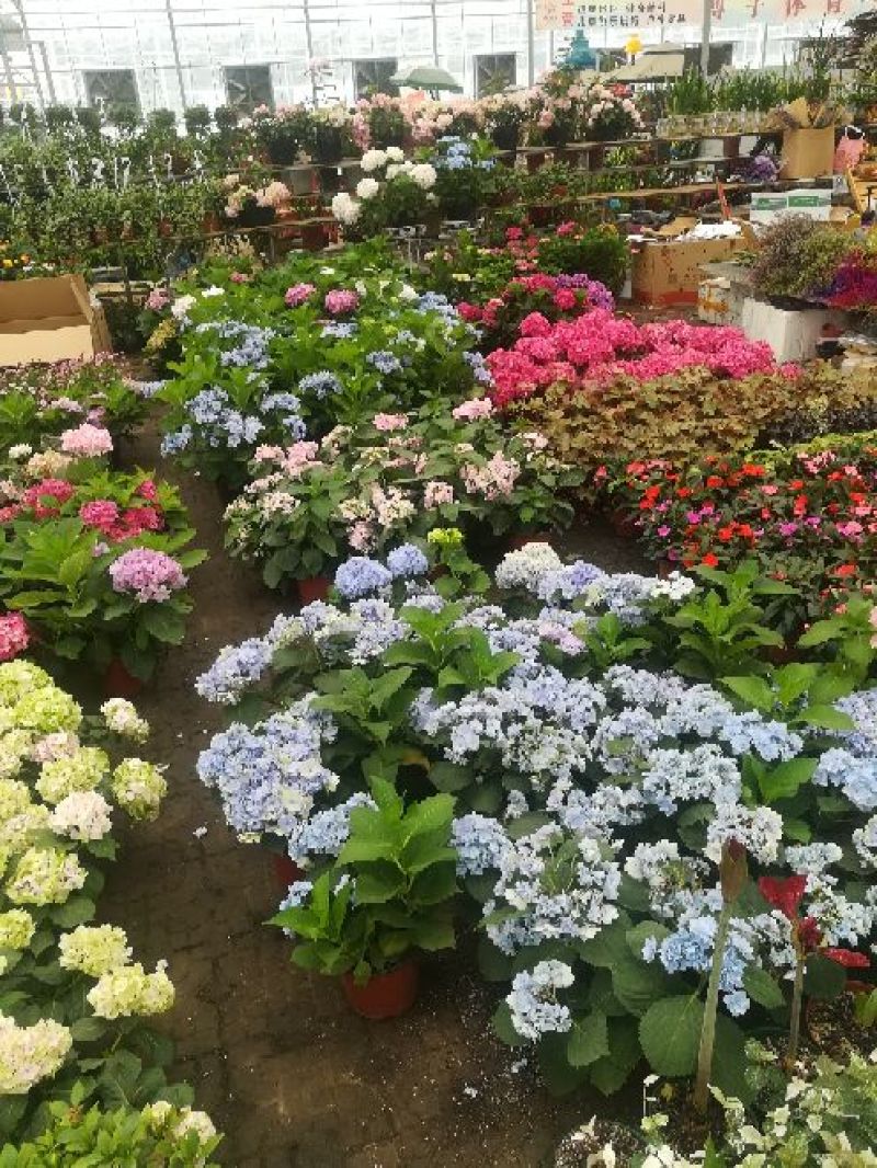 八仙花