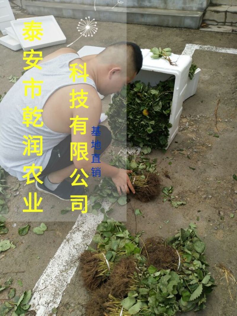 草莓苗