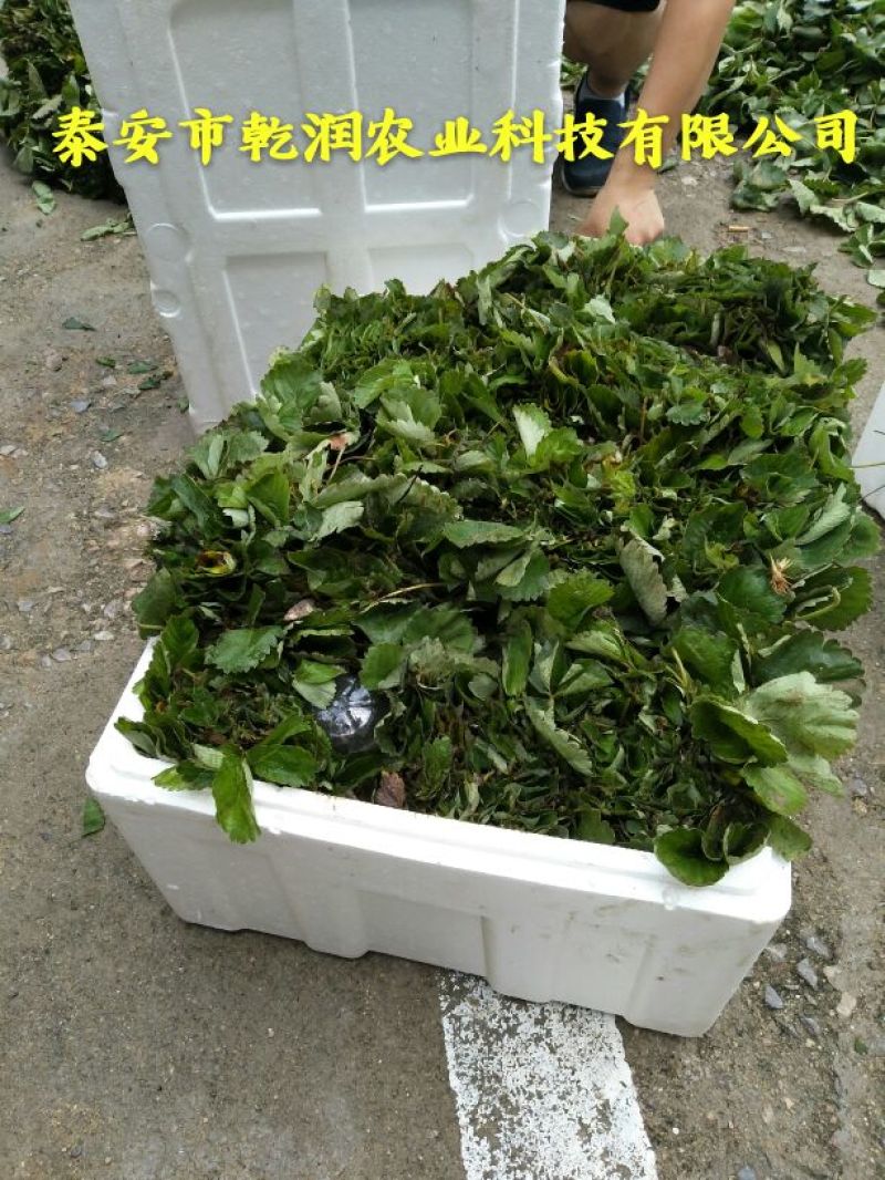 草莓苗
