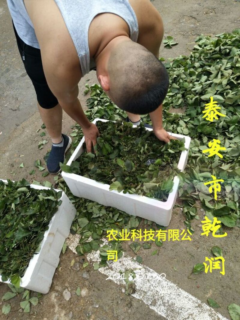草莓苗